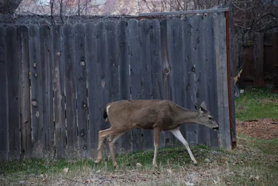 DSC_0060 (Large).JPG